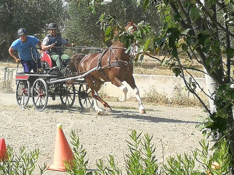 3ª Fase y Final del Campeonato Navarra de Enganches Indoor en La Pinturita de Olite